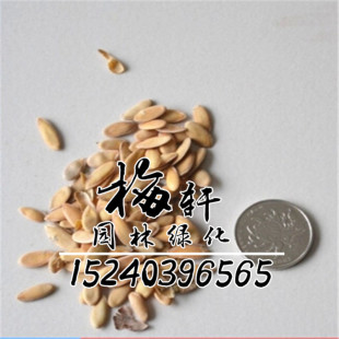 蔬菜种子四季播图片_蔬菜种子四季播图片大全 - 阿里巴巴海量精选高清
