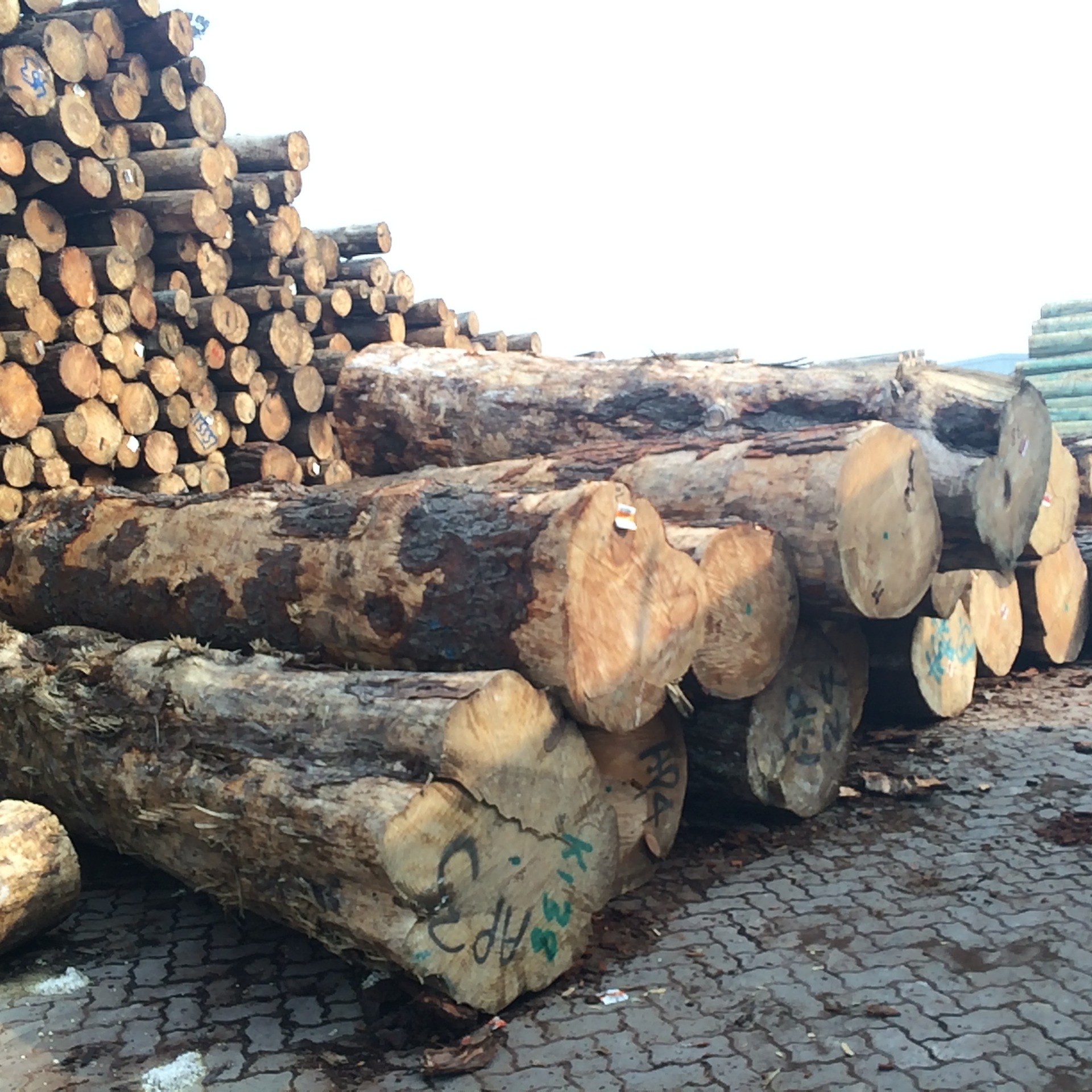 现有供应进口云杉原木 木屋别墅专用木材 建筑原木古建筑木材