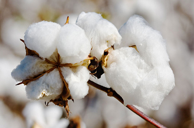 天然彩棉—棉之珍品