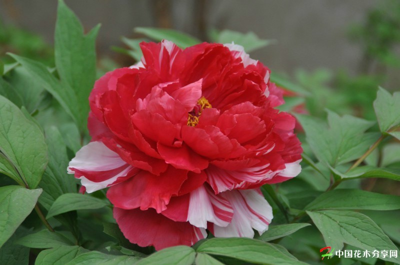 陝西 寧夏 甘肅 牡丹花 芍藥花 牡丹