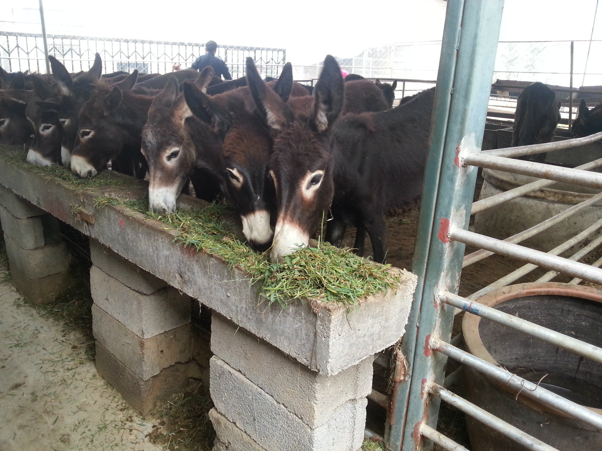 恒祥德州驴具有补血益气功效屠宰率可高达54%出肉率高驴肉