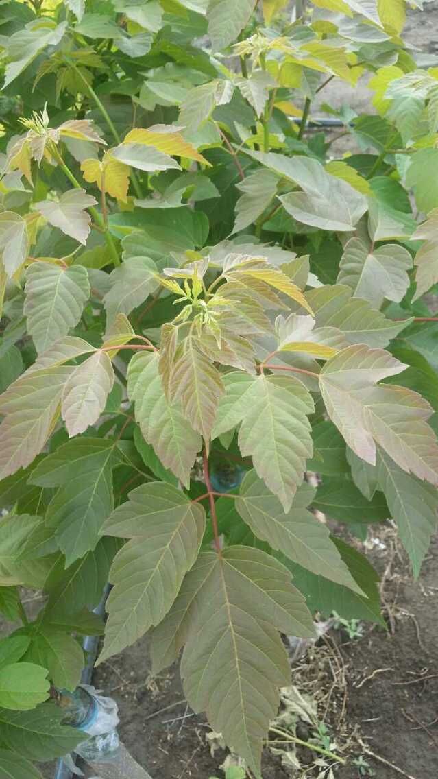 专业培育【红叶复叶槭】 红叶糖槭扦插小苗 品质纯正价格优惠