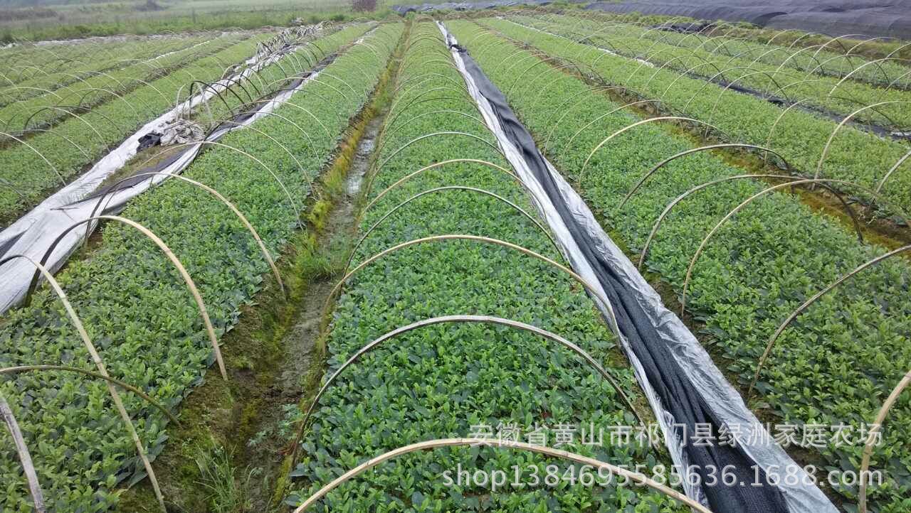 【收集笑脸】 - 安徽红旗一号特早茶苗