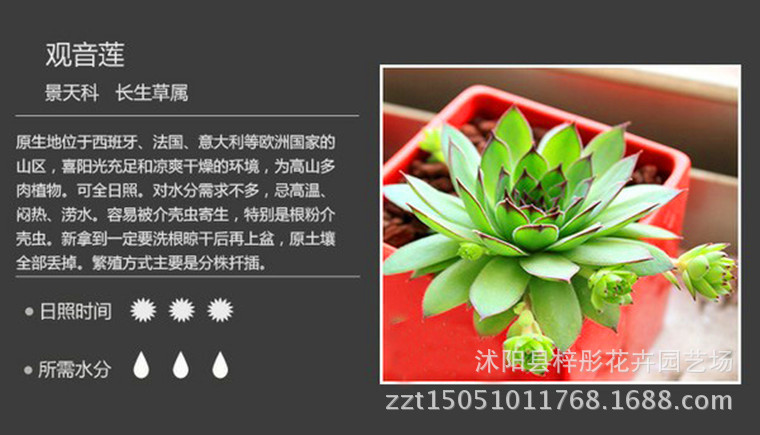 多肉植物 黄丽多肉 防辐射净化空气迷你盆栽多肉植物