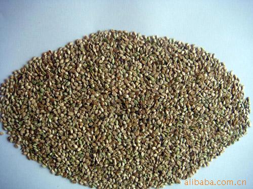 供应合欢种子,金合欢,当年新采摘种子