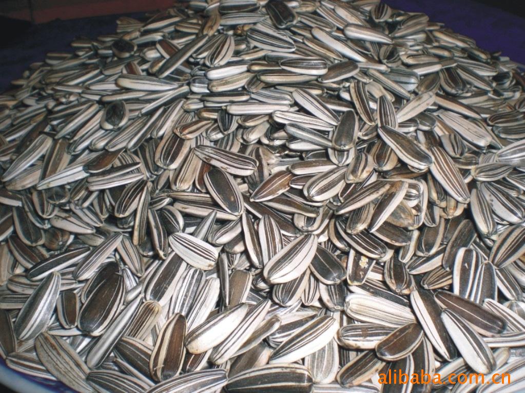 现货供应三道眉瓜子