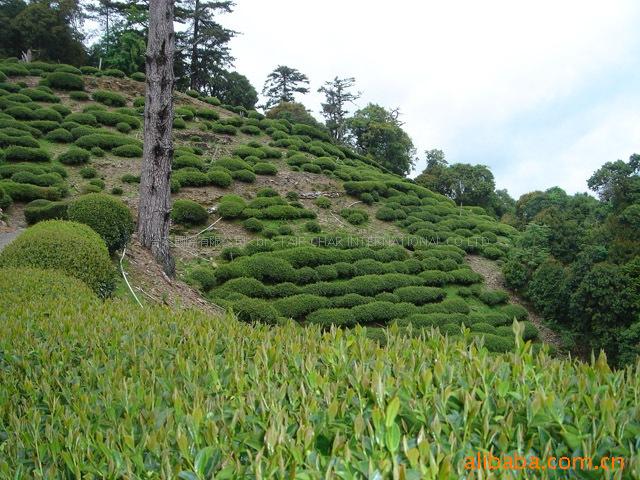 正宗臺灣烏龍茶 臺灣高山茶 大禹嶺高山烏龍茶