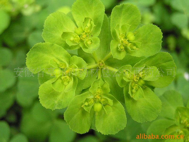 泽漆别名五朵云,猫儿眼草,奶浆草